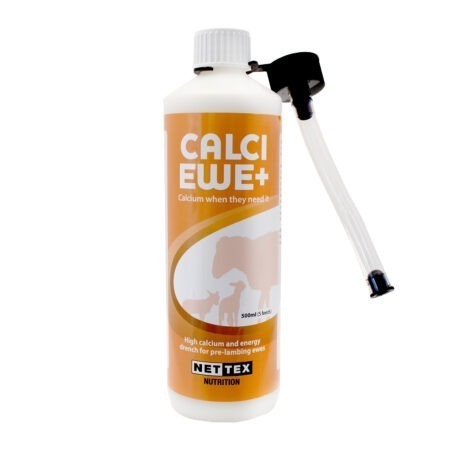 Calci Ewe +