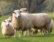 Sheep