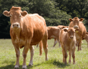 Cattle