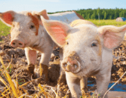 Pig