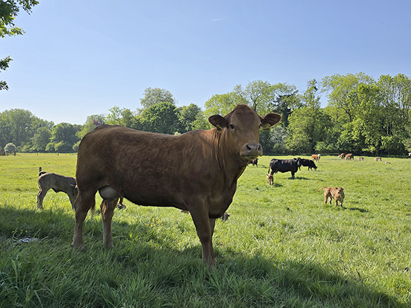Data Showing Calf Deficiencies Highlights Need for Trace Element Review